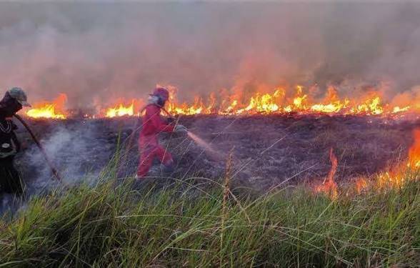 11 Daerah di Riau Siaga Darurat Karhutla, Api Masih Tak Padam di Sejumlah Titik