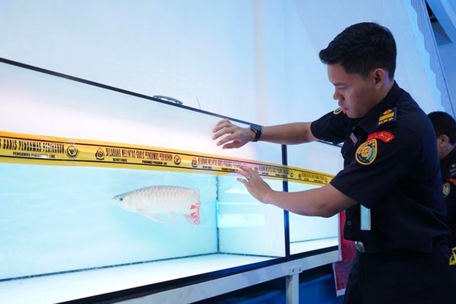 KKP Segel Budidaya Ikan Arwana di Riau, Ratusan Ikan Dilindungi Ditemukan Tanpa Izin KKP Segel Budidaya Ikan Arwana di Riau, Ratusan Ikan Dilindungi Ditemukan Tanpa Izin