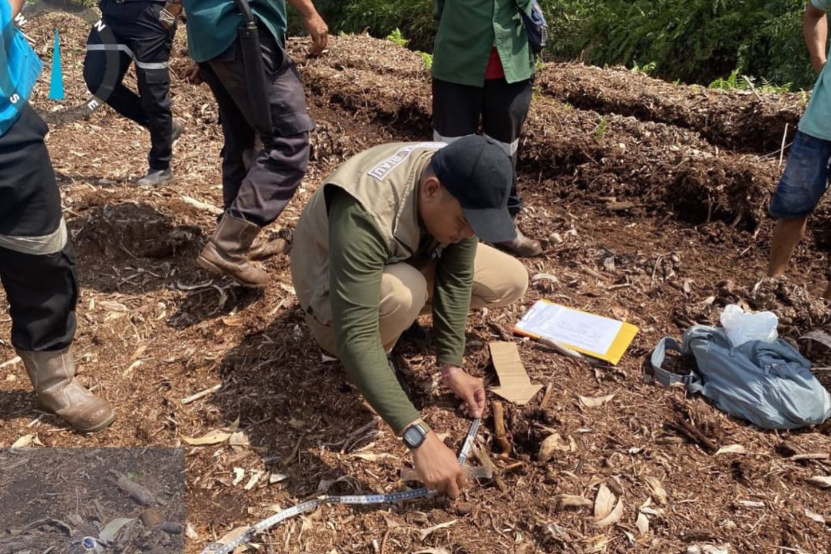 Bocah 12 Tahun Meninggal Diserang Harimau Sumatera di Pelalawan Riau Bocah 12 Tahun Meninggal Diserang Harimau Sumatera di Pelalawan Riau