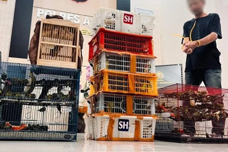 Bawa 225 Burung untuk Dijual Antarprovinsi, Pria di Agam Diamankan Petugas Bawa 225 Burung untuk Dijual Antarprovinsi, Pria di Agam Diamankan Petugas
