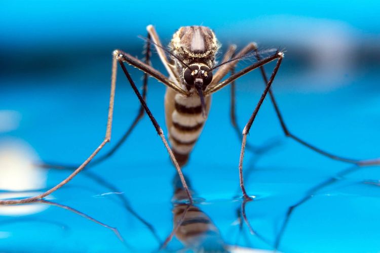 Dua Pekerja Bandara Frankfurt Meninggal akibat Malaria, Nyamuk Diduga Masuk dari Pesawat