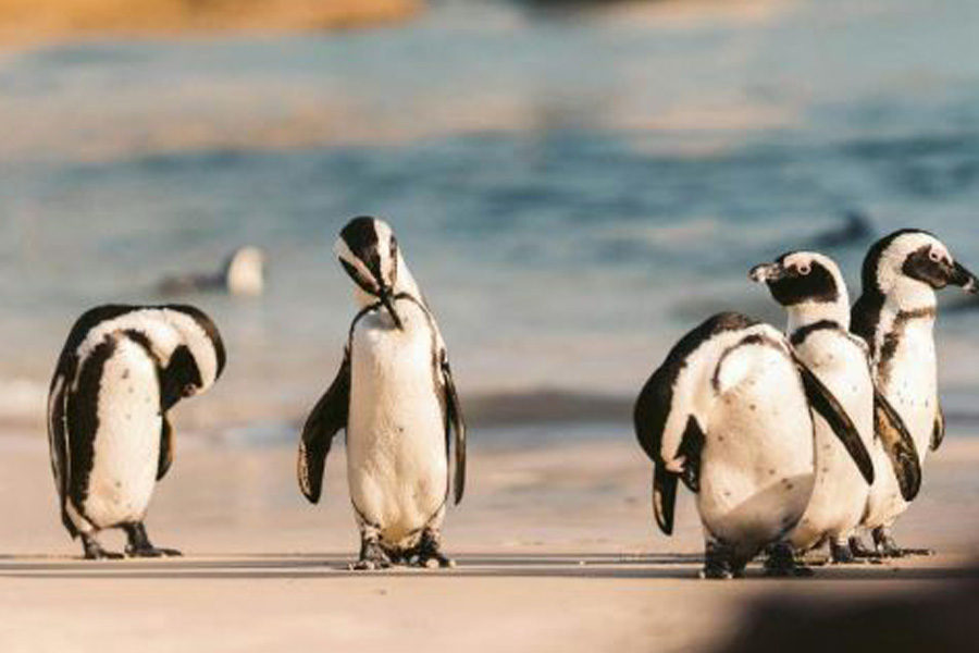 Australia Vaksinasi 5.000 Penguin untuk Cegah Flu Burung Australia Vaksinasi 5.000 Penguin untuk Cegah Flu Burung