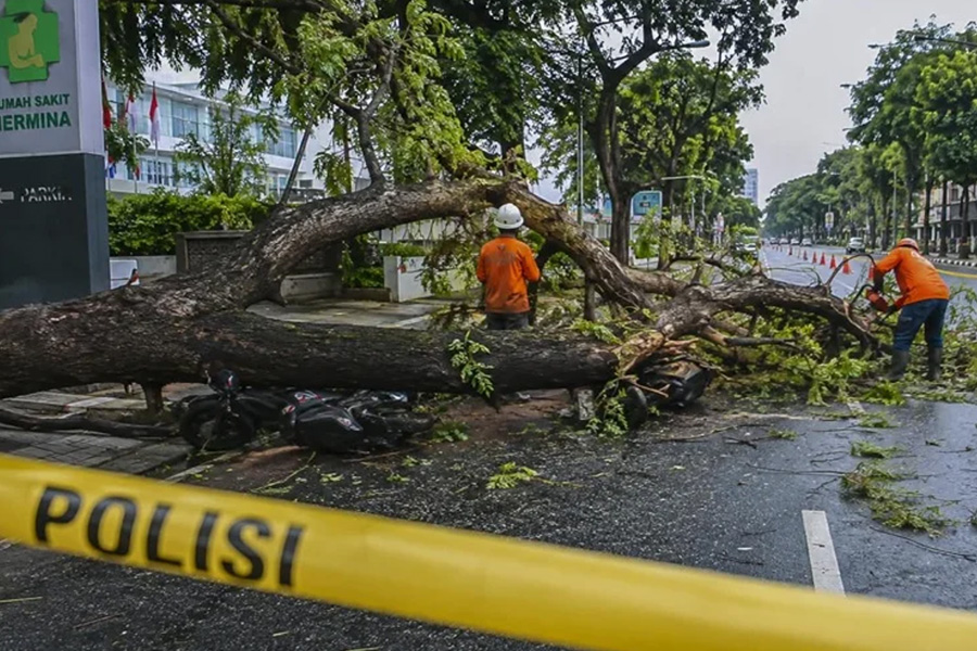 Pohon Asam Tua Tumbang di Semarang, Suami Istri Tewas Pohon Asam Tua Tumbang di Semarang, Suami Istri Tewas