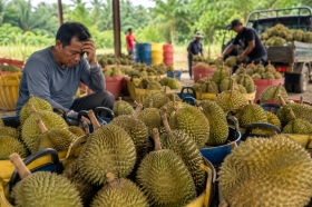 Harga Musang King di Malaysia Anjlok Akibat Panen Raya